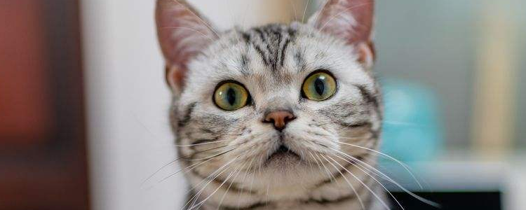 猫吃牛磺酸的好处 牛磺酸吃多了会有影响吗？