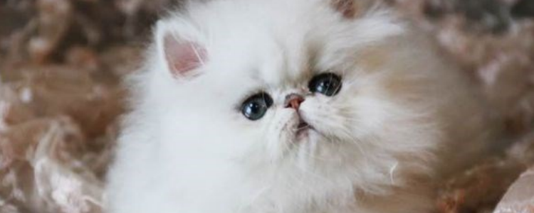金吉拉猫幼猫用什么奶粉喂养 知道金吉拉幼猫如何喂养吗