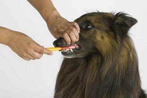 怎么给狗狗刷牙
