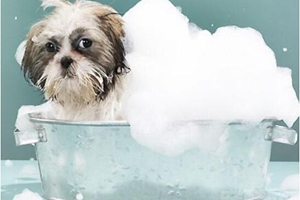 狗狗应该怎么洗澡