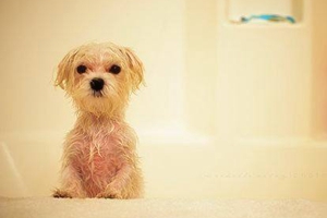夏天怎么给小狗洗澡