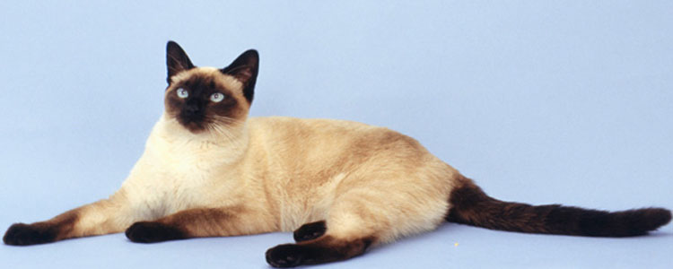暹罗猫多大可以生小猫 暹罗猫适孕时间你知道吗