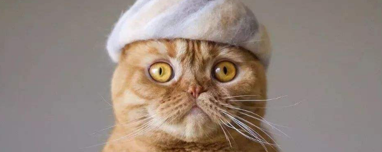 猫毛过敏怎么办 猫毛过敏就不能养猫了吗？