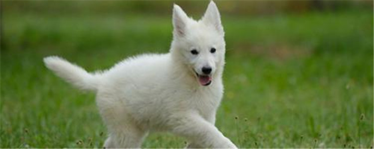 银狐犬和萨摩耶的区别有哪些 银狐犬是萨摩耶的后代吗