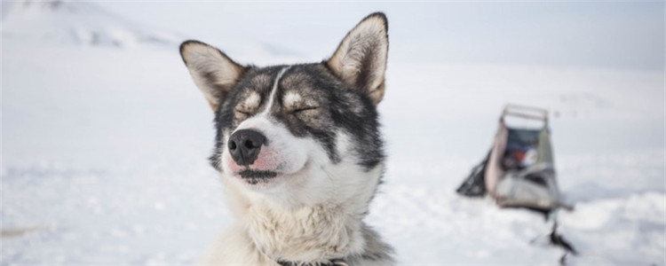 冬天养狗需要注意什么 天气寒冷狗狗可能会被冻伤