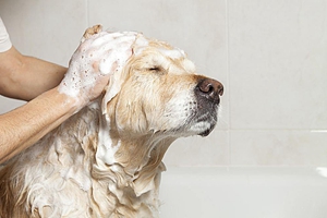 给小狗狗洗澡注意事项有哪些