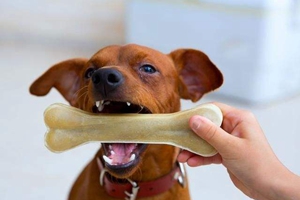 狗狗牙结石清理方法是什么