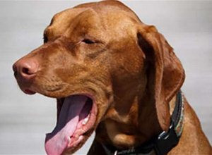 犬传染性气管支气管炎怎么预防治疗