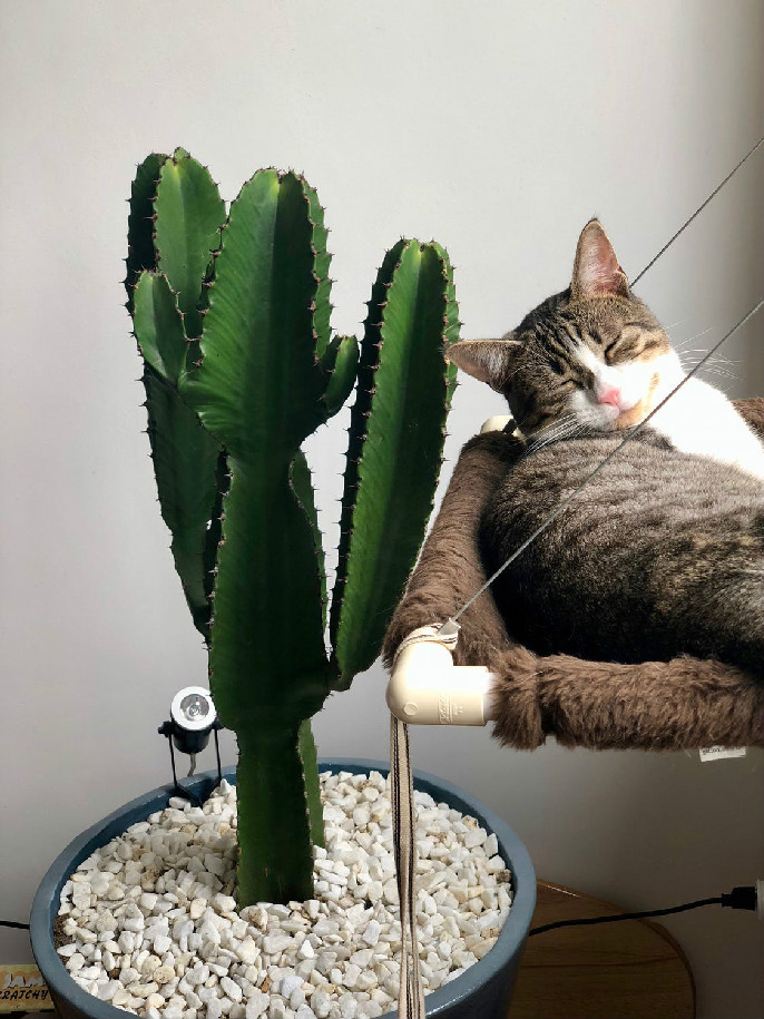 猫可以吃菠萝吗