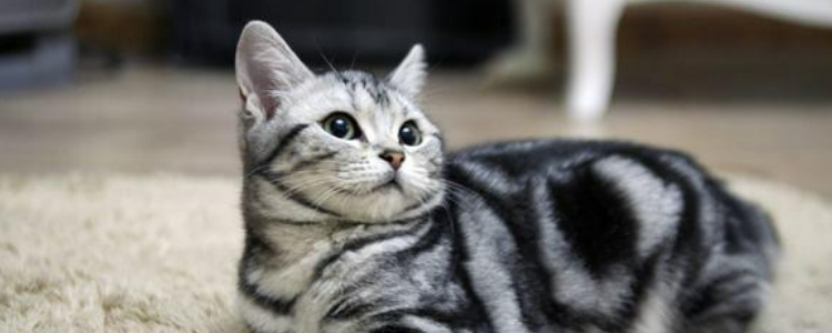 猫鼻子黑色结痂 猫鼻子结痂是因为你家猫得猫藓了！！！