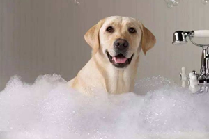 宠物狗怎么洗澡