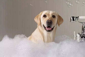 宠物狗怎么洗澡