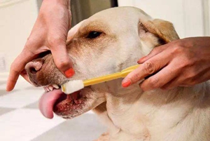 怎么给小狗刷牙