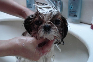 宠物狗洗澡注意事项是什么