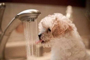 给小狗洗澡注意事项有哪些