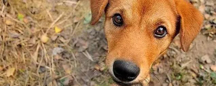 狗狗保健品都有什么 史上最全面的宠物保健品详细介绍