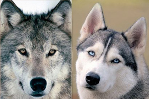 雪橇犬和哈士奇的区别