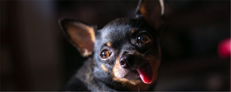 狗狗口臭的原因是什么 狗狗为什么会口臭你懂了吗
