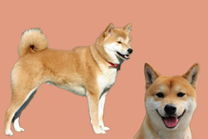 日本秋田犬和柴犬区别有哪些