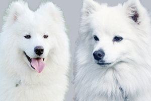 爱斯基摩犬和萨摩耶的区别是什么