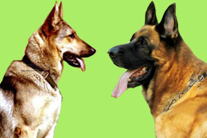 昆明犬和德牧的区别是什么