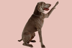 魏玛猎犬标准是什么