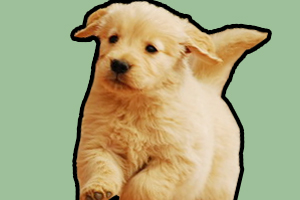 纯种金毛幼犬特征是什么