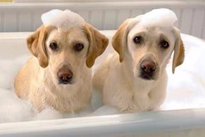 狗洗澡水温怎么调