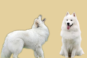 白熊犬和萨摩耶的区别是什么