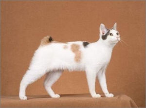 日本短尾猫多少钱一只 短尾猫价格介绍