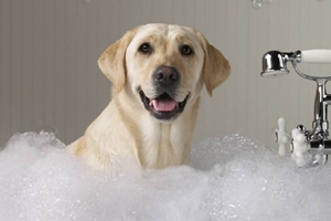 小狗狗怎么洗澡