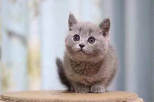 英国短毛猫多少钱 英国短毛猫价格