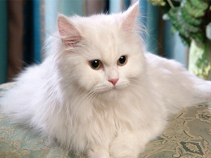 安哥拉猫有什么特征 土耳其安哥拉猫形态特征