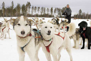 雪橇狗的品种有哪些