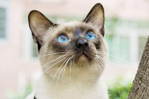 暹罗猫的品种有哪些 暹罗猫的十大品种