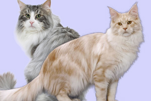 西伯利亚森林猫和缅因猫区别是什么