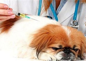 狂犬病疫苗副作用有哪些