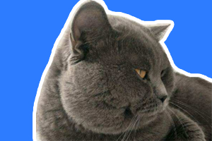 蓝猫公猫发情的表现是什么