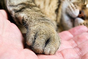 猫训练握手方法有哪些