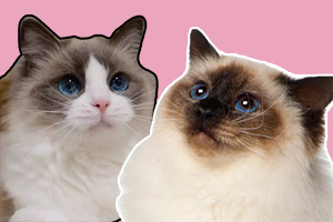 伯曼猫和布偶猫的区别是什么