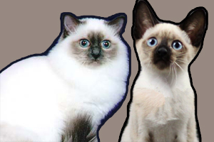 伯曼猫和暹罗猫的区别是什么