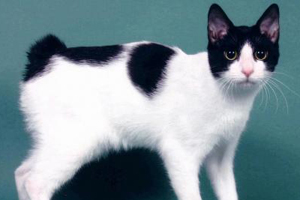 日本短尾猫特征是什么