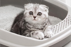 猫训练上厕所方法有哪些