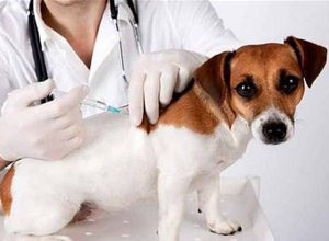 狗狗疫苗怎么打