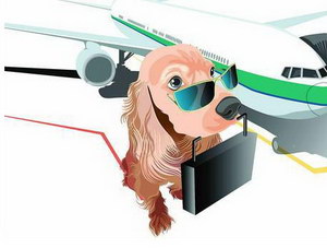 宠物航空托运流程