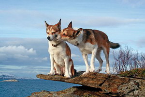 挪威伦德猎犬吃什么狗粮好 挪威伦德猎犬狗粮选择推荐