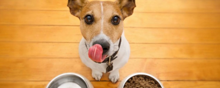 狗狗喂养知识 狗狗不同年龄吃的食物不一样！