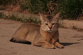 怎样训练非洲狮子猫用猫砂 非洲狮子猫猫砂使用训练