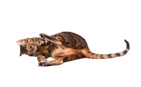 如何训练玩具虎猫在固定的地方睡觉