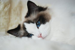 布偶猫如何美容
